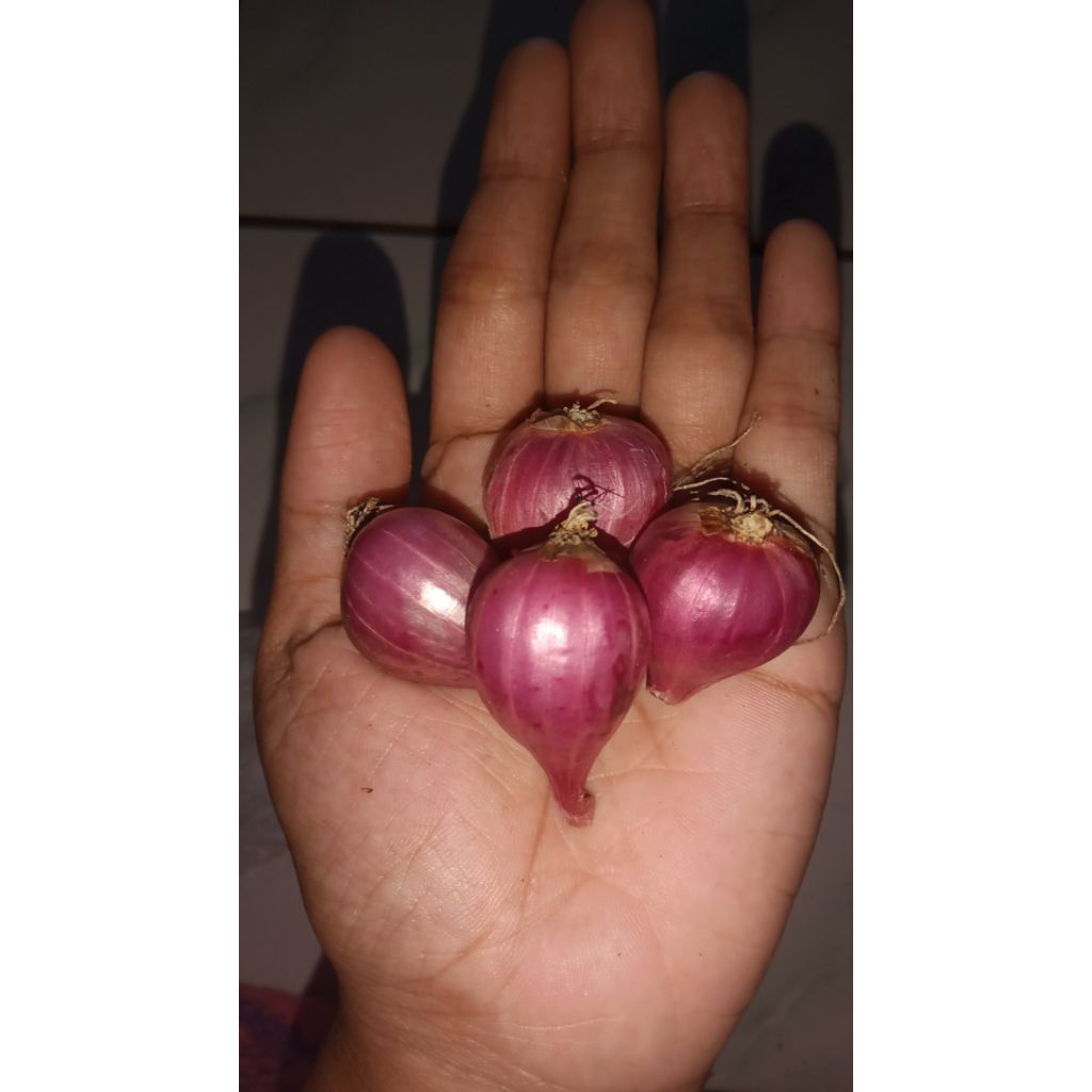 

Bawang Merah ukuran Tanggung