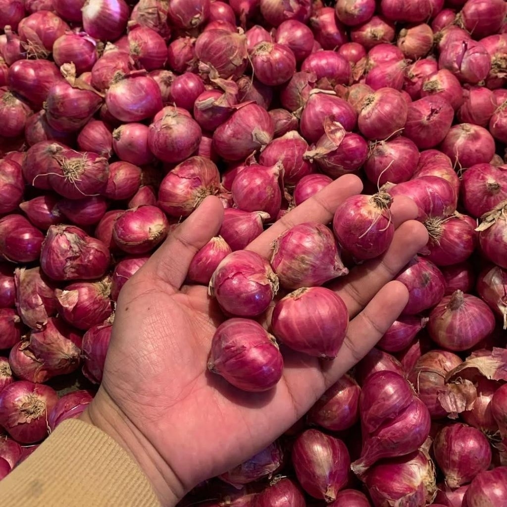 

Bawang Merah Terlaris 1kg Bawang Merah Brebes