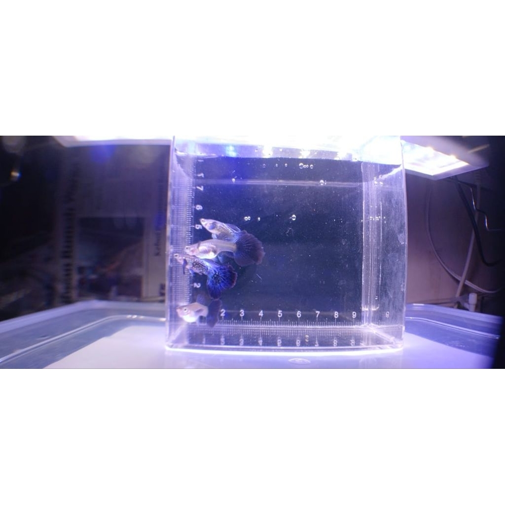 ikan hias aquascape guppy purple dragon dumbo ear indukan