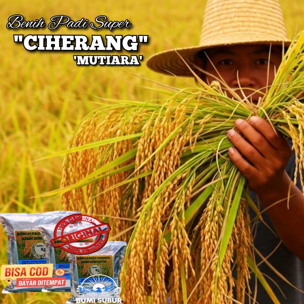 Benih Padi CIHERANG MUTIARA bibit Padi super unggul kualitas terbaik