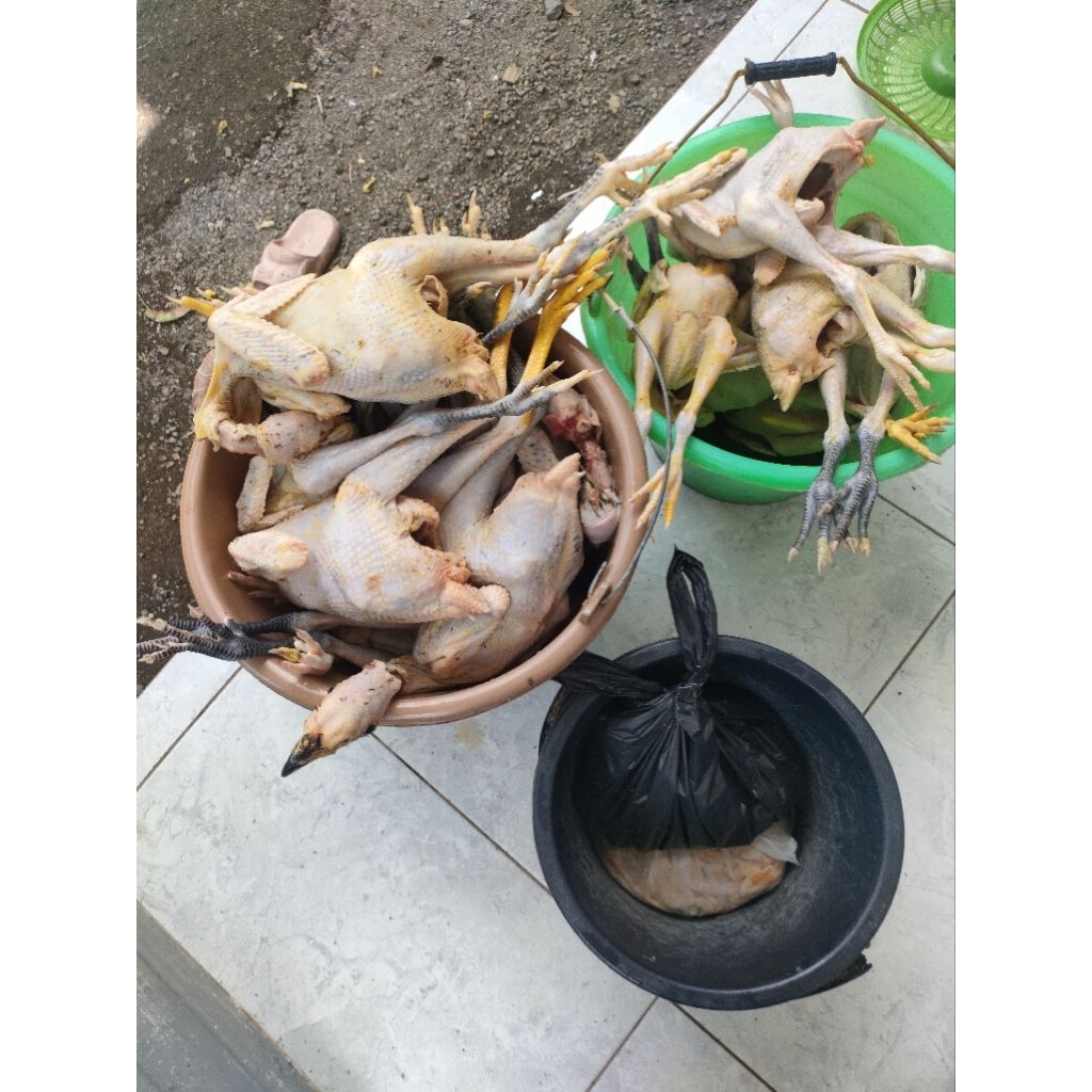 

ayam kampung asli