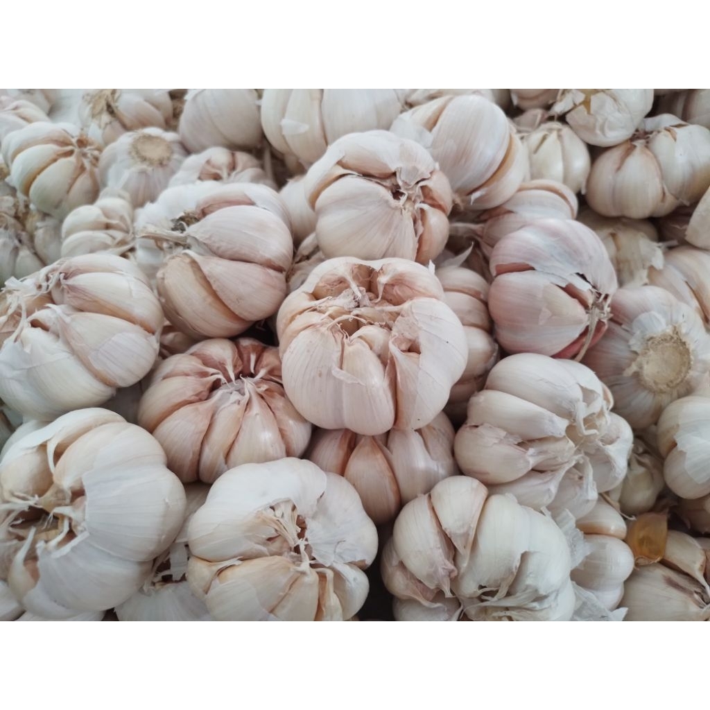 

Bawang Putih 1 kg