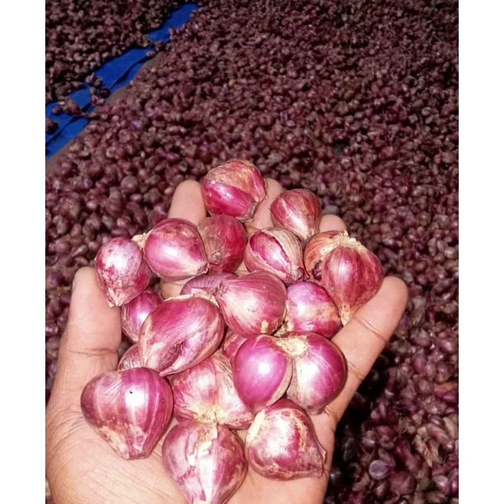 

Bawang Merah Asli Probolinggo