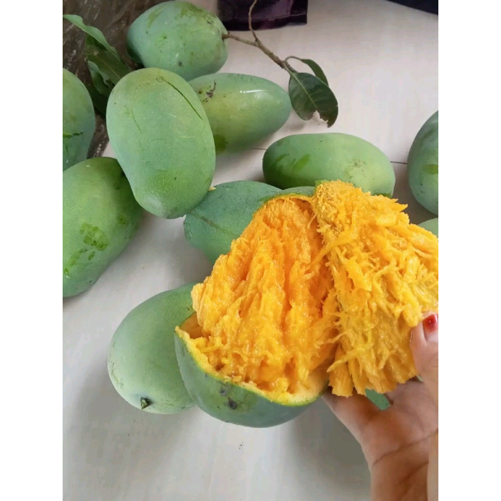 

MANGGA HARUMANIS FRESH LANGSUNG PETIK POHON