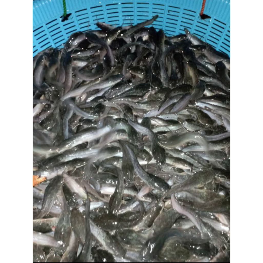 Ready bibit ikan lele ukuran 6-7cm paket isi 20 ekor