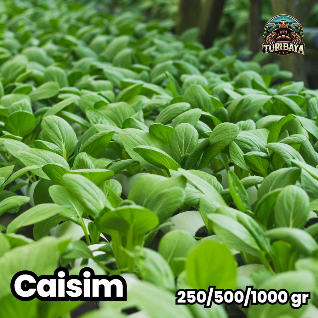 

Sayur Sawi Caisim / Sawi Hidroponik