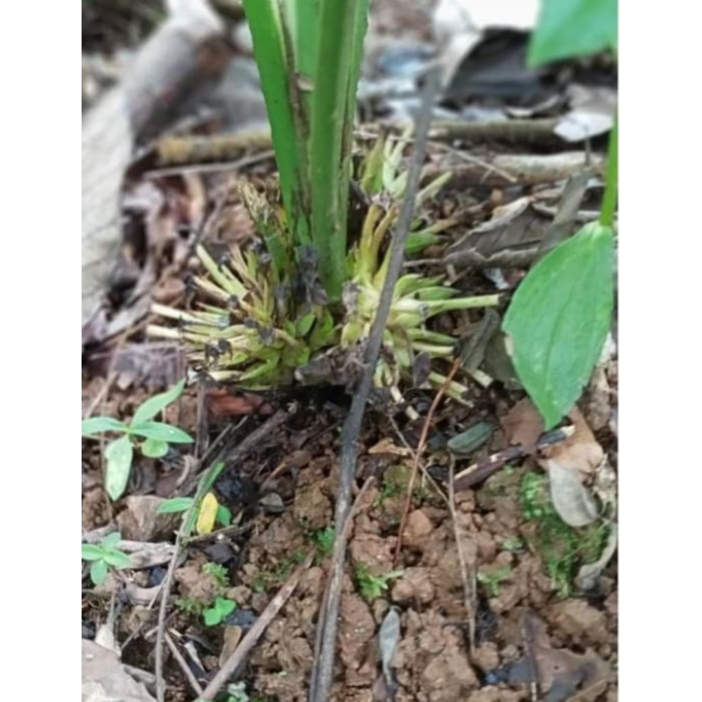 

buah marasi miracle fruit pengubah makanan apapun jadi manis 100 gram
