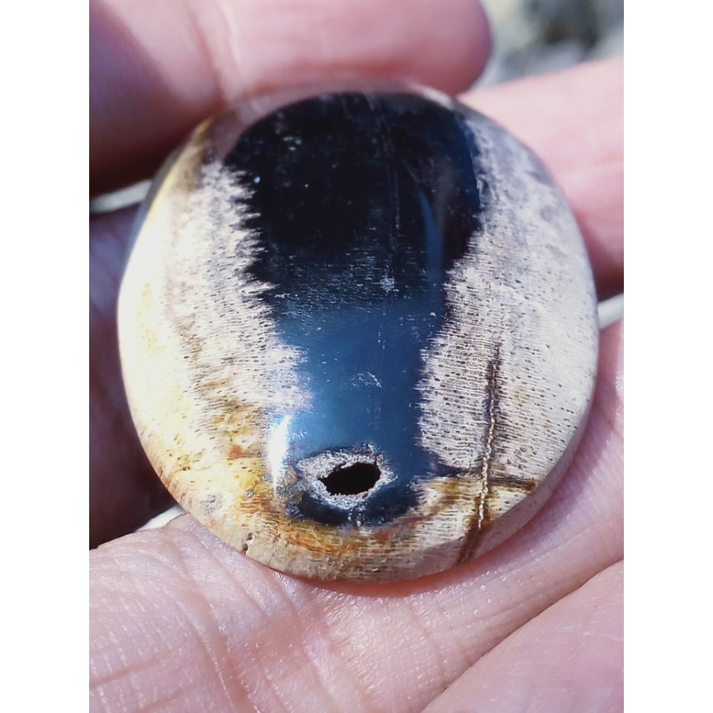 Batu Fosill Kelor Combong Unik Antik