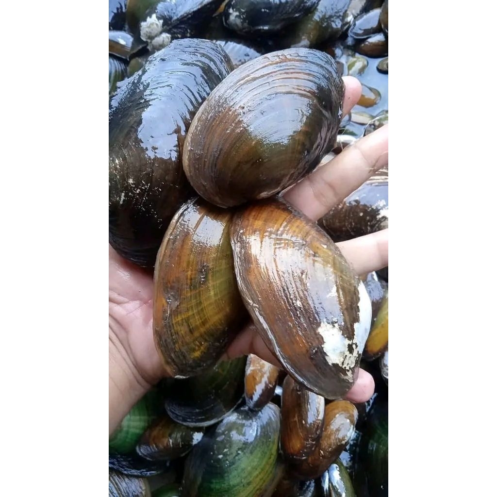 

kerang air tawar murah 1kg