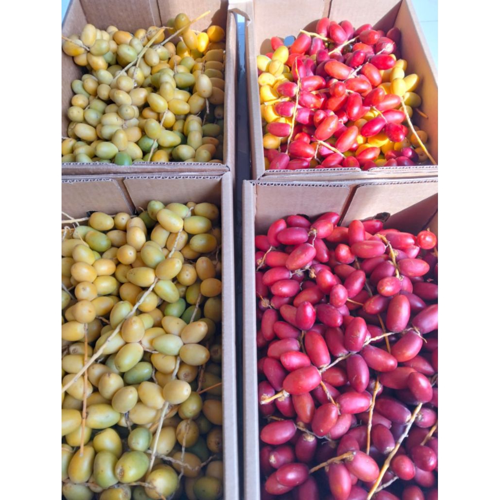 

PO 8 SEPTEMBER KURMA MUDA BARHEE Kuning Mix Merah free zuriat belah