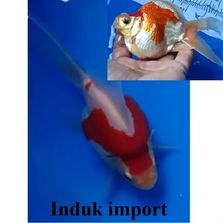 ikan koi tamasaba size 4-10 cm kohaku hajiro putih merah induk kohaku madara showa karashu tamasaba 