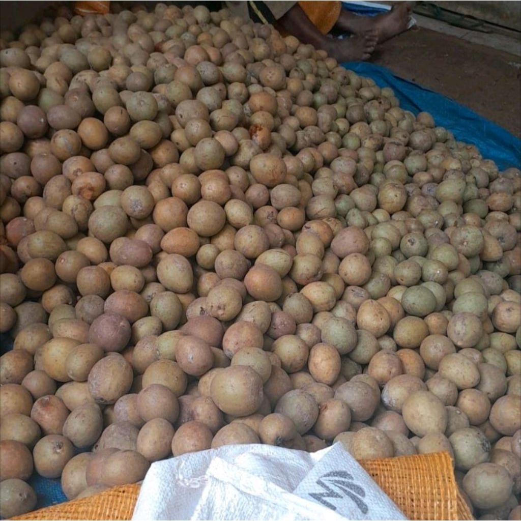 

buah sawo madu segar mentah tua