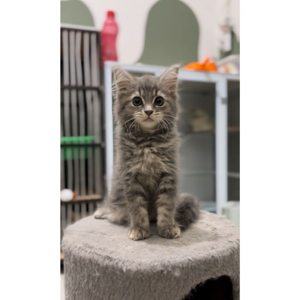 Kitten mix mainecoon