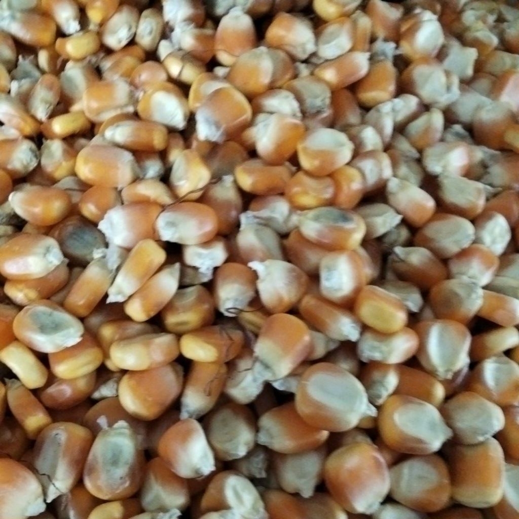 

Jagung Hibrida Pipil Kering 1Kg