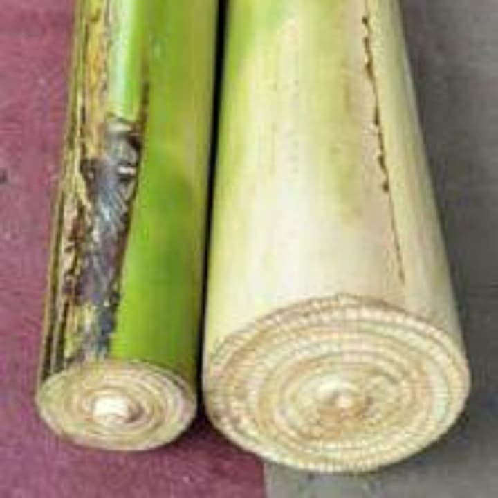 

GEDEBONG Pisang Segar - SEJUTA KHASIAT / Kualitas Baik