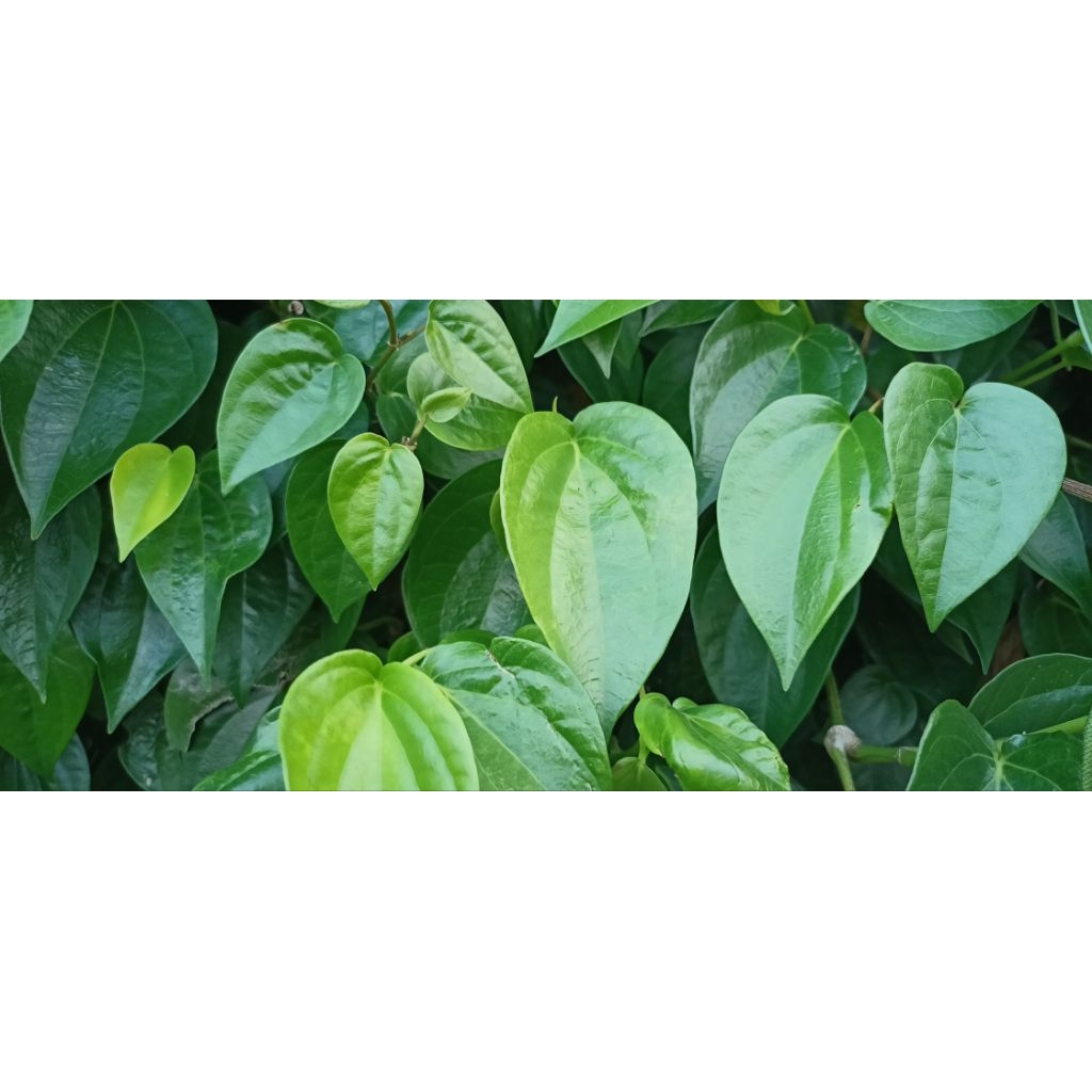 

60 lembar daun sirih segar dipetik langsung dari pohon saat ada pesanan