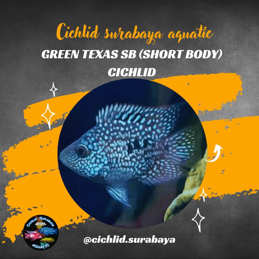 Green texas SB cichlid