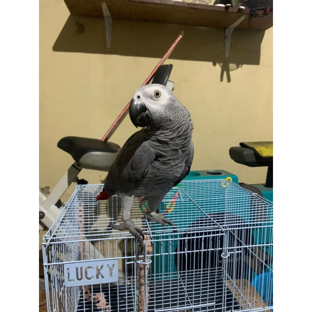 burung african grey dewasa jinak