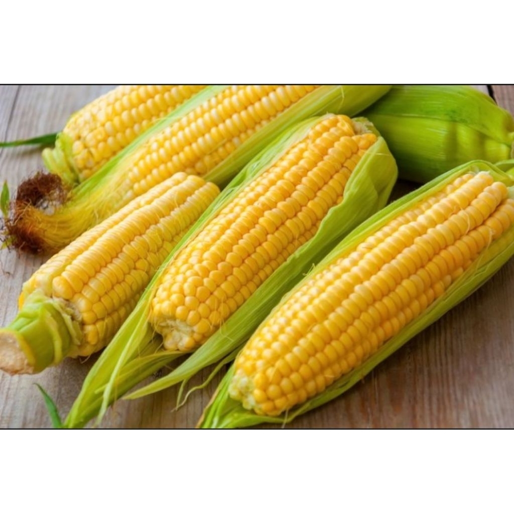 

jagung manis segar 2pcs