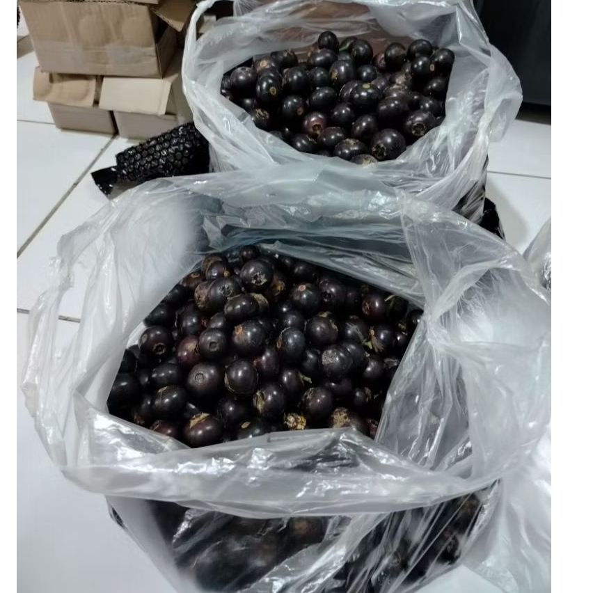 

buah kupa atau buah gowok / kg