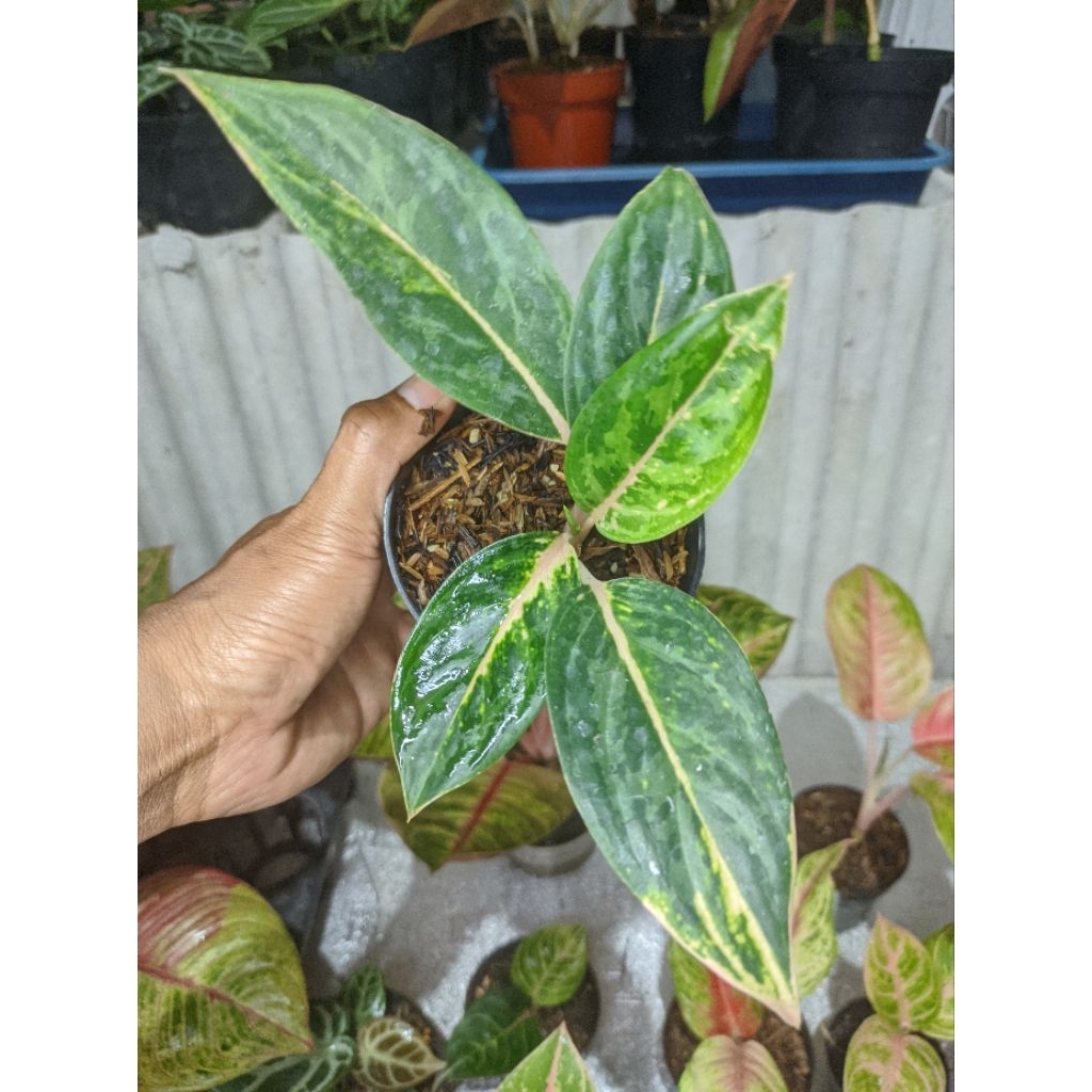 Aglaonema Obama