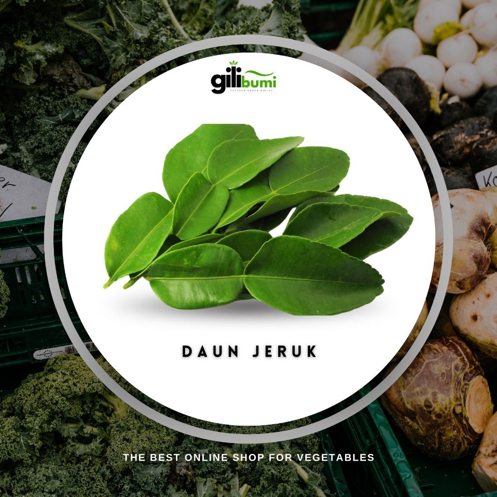 

Daun Jeruk Bersih Segar