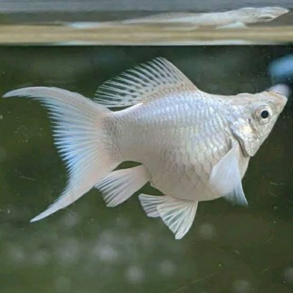 molly balon platinum cawang