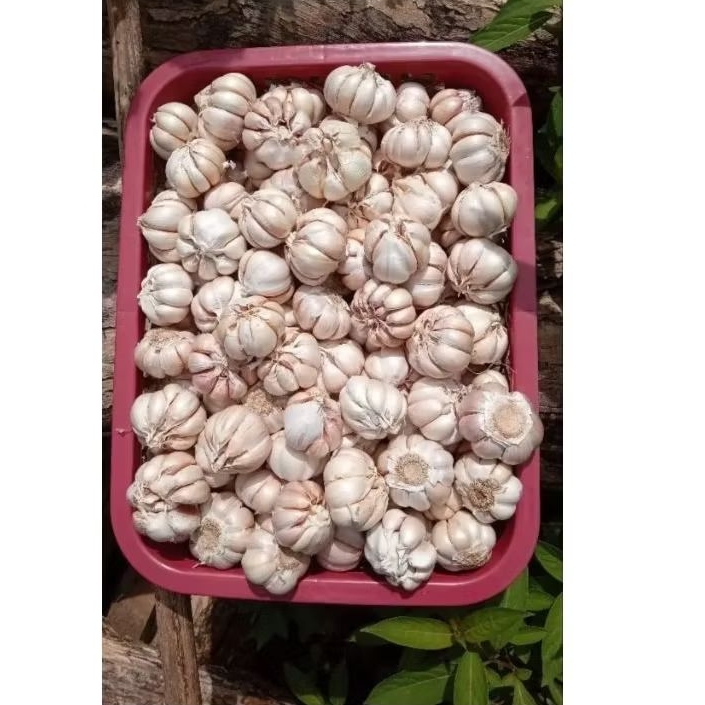 

BAWANG PUTIH FRESH MURAH 1KG