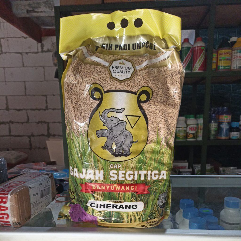 

Ciherang Gajah segitiga