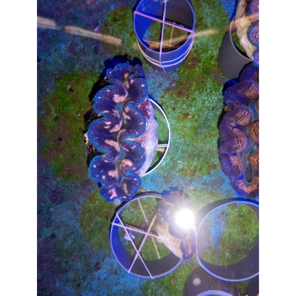 Kerang Kima Laut Hidup