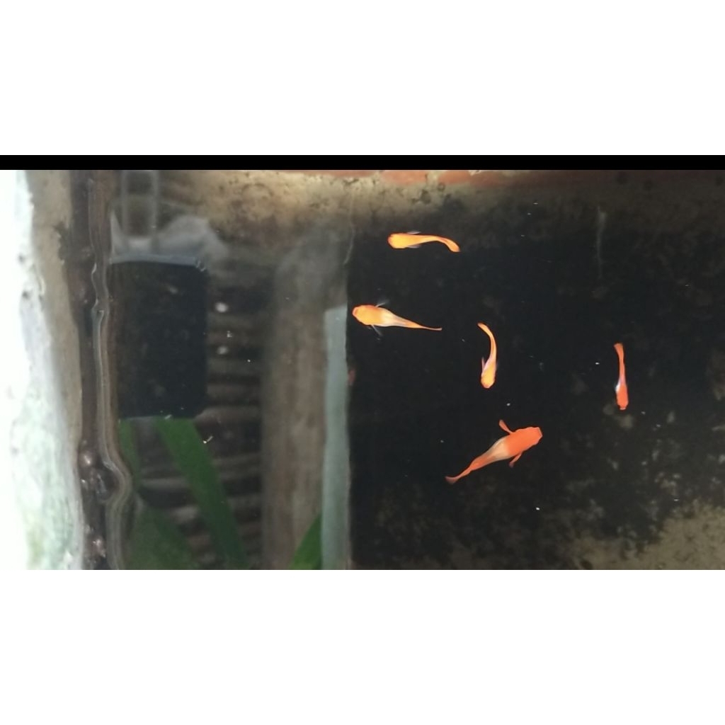 Guppy albino koi red ear sepasang