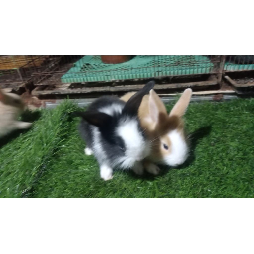 kelinci anakan topeng anggora