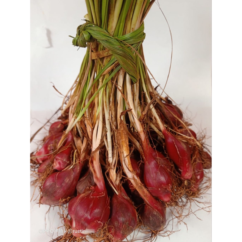 Bibit Bawang Dayak 1kg Bawang Dayak Segar