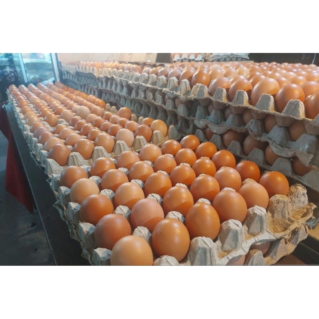

Telur ayam negeri/eropa Grade B ukuran besar 30 butir