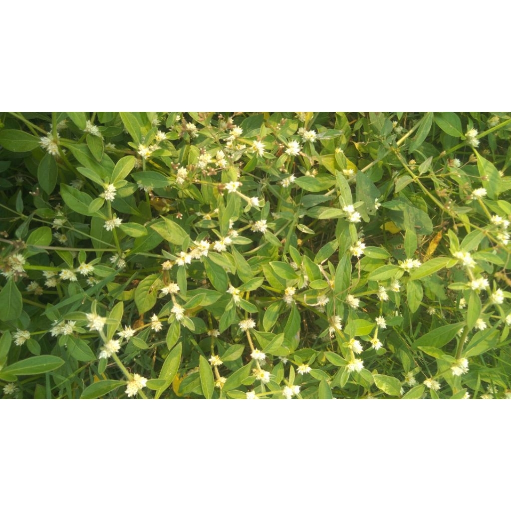 

Kremah//Jurug demah//omak//daun keremak//daun rusa//sayor udang//kremek// kremo//matean// tolod soyah//jatinangor.