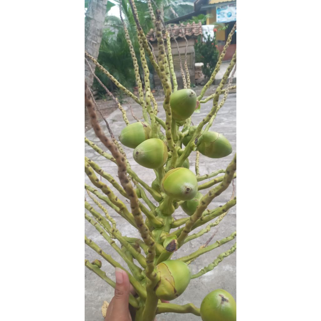 

FRESH Baru petik tembuluk kelapa hijau/bluluk kelapa hijau 10 butir