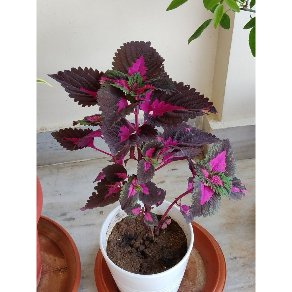 tanaman hias miana premium - miana premium 2 - coleus ungu
