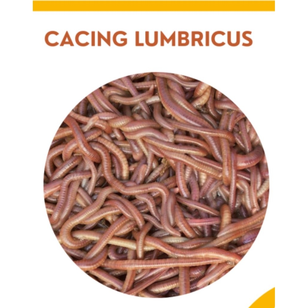 Cacing Merah Cacing Tanah Cacing Lumbricus