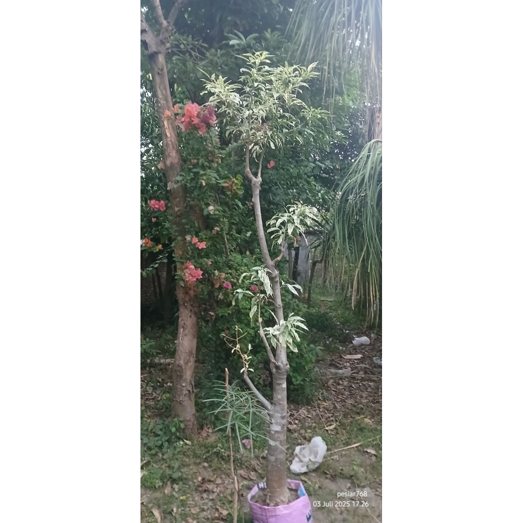 bibit baobab varigata