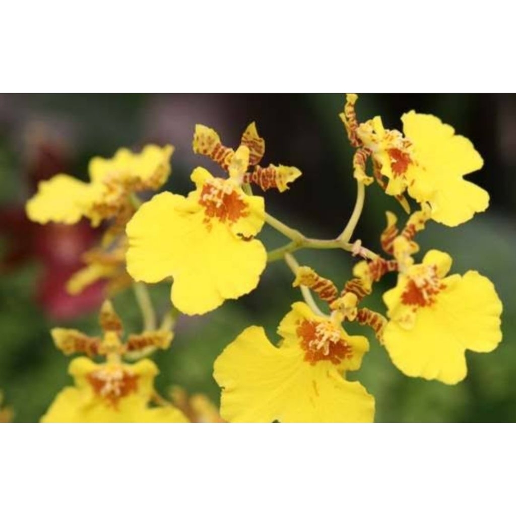 Anggrek Oncidium