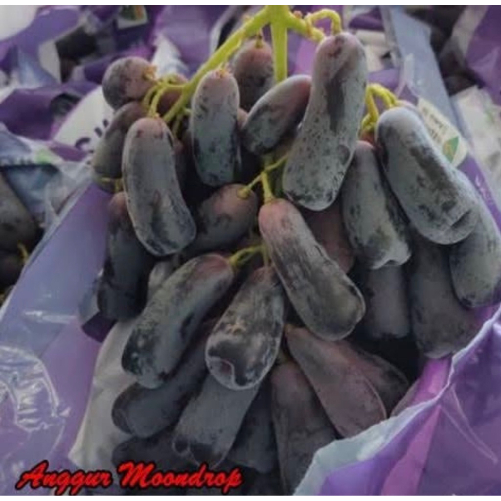 

Anggur Black Shapire/Mondrop/Jari Fresh, Tanpa Biji