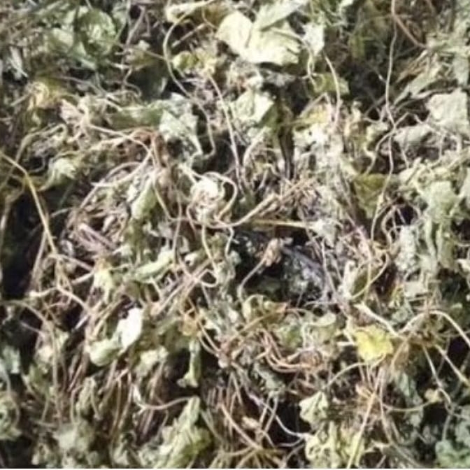 

DAUN PEGAGAN KERING kemasan 1kg