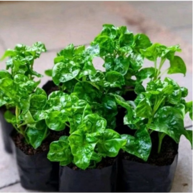 

Tanaman bayam brazil segar