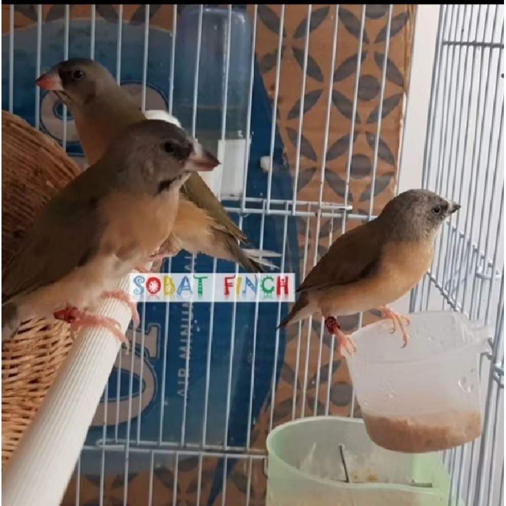 burung gold Amadine anakan