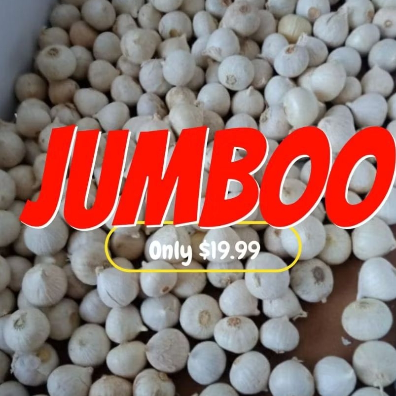 

bawang tunggal 500 gram jumbo