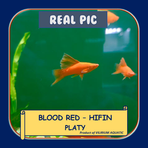 IKAN HIAS AIR TAWAR - PLATY BLOODRED HIFIN / PLATIS BLOODRED HIFIN / PLATY BLOODRED DORSAL PANJANG (