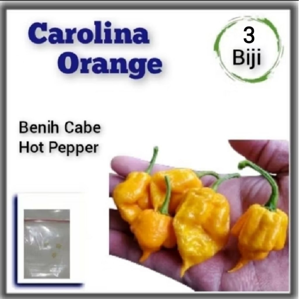 Benih Cabe Carolina Reaper Orange F1 Hibrida