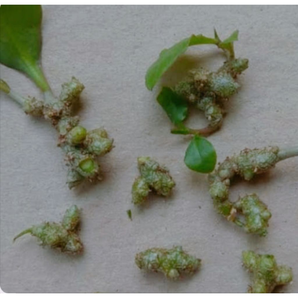 

umbi binahong per 100 pcs