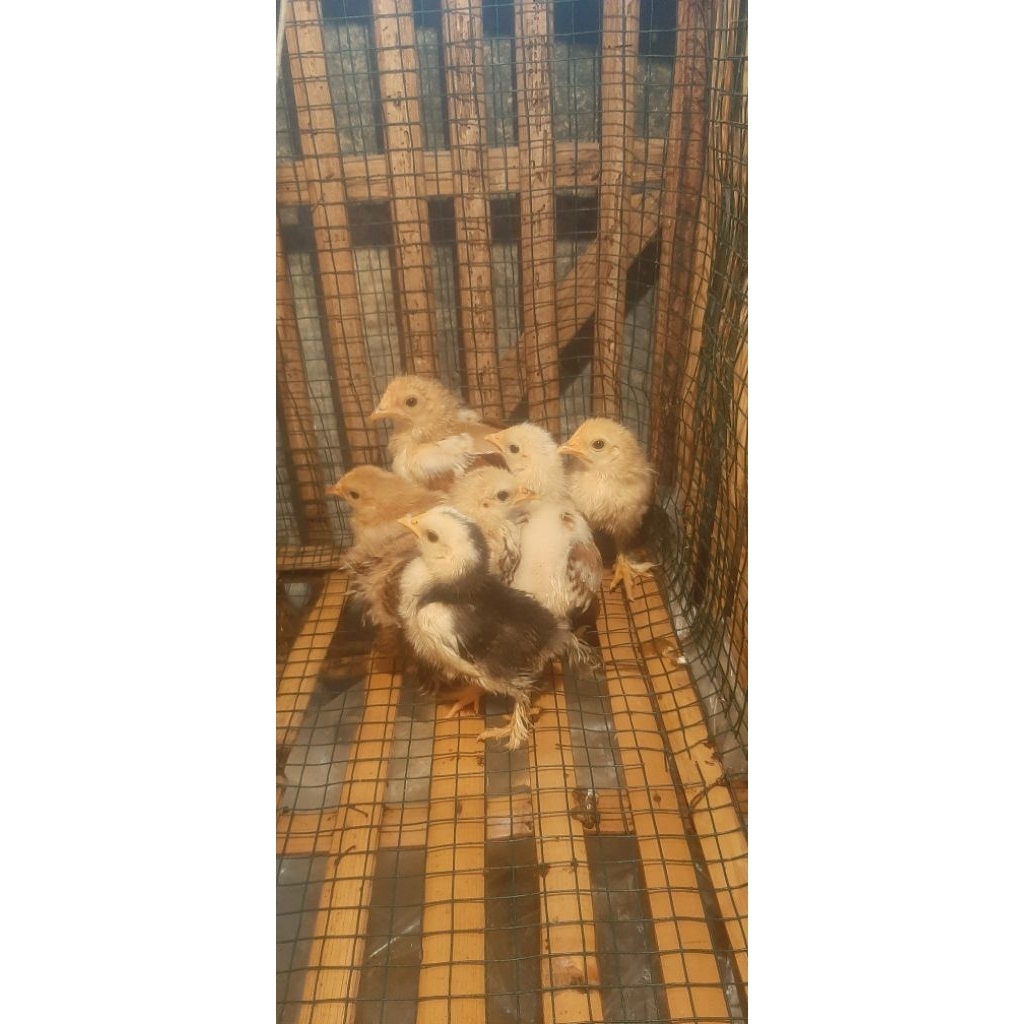 

Ayam Bantam Cochin / Ayam BC