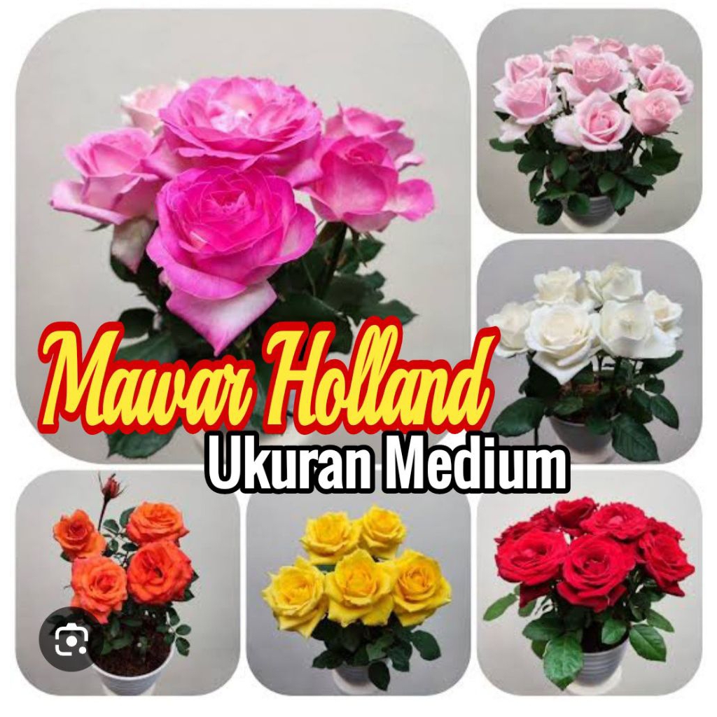 Bibit Bunga MAWAR Holland Ukuran Medium